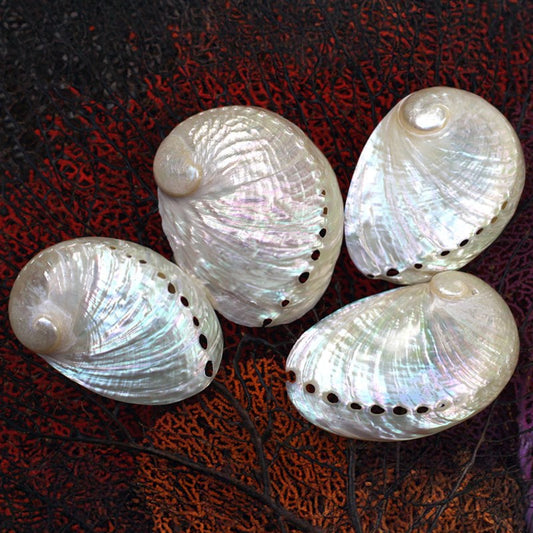 Haliotis laevigata pearled large HLLFPHP