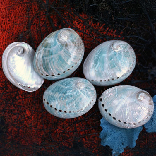 Haliotis laevigata polished small HLSHP