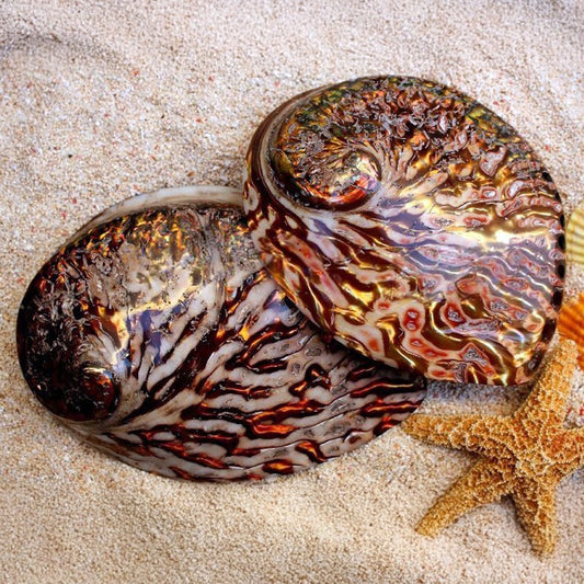 Haliotis midae pearled copper