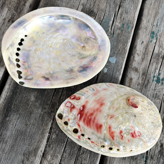 Haliotis midae pearled white