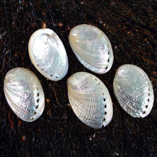 Haliotis pulcherima pearled