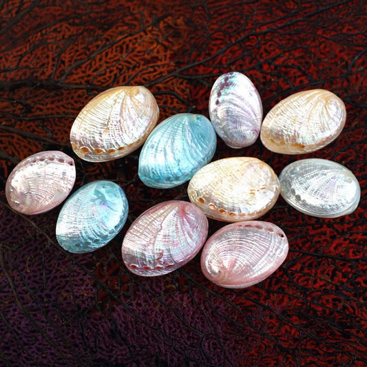Haliotis pulcherima pearl dyed pastel singles