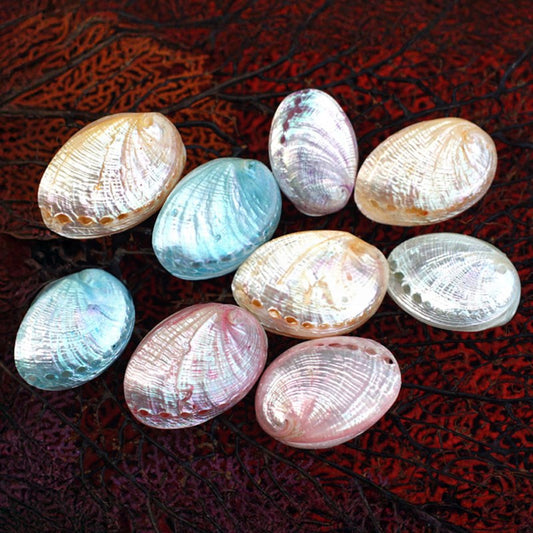 Haliotis pulcherima pearl dyed pastel pairs