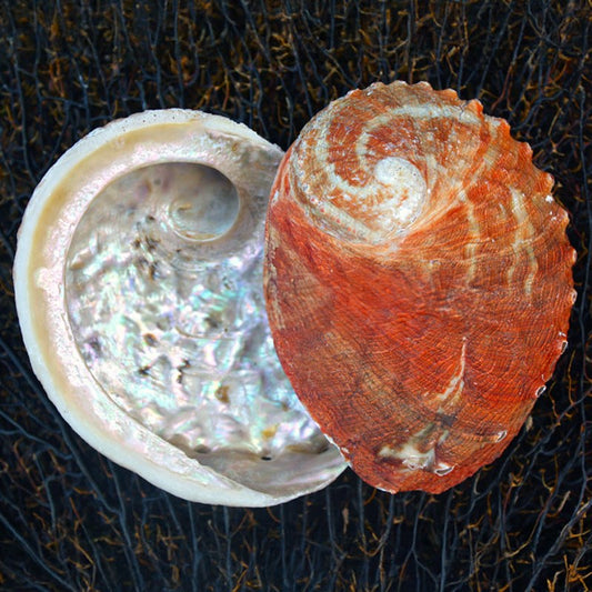 Haliotis ruber natural