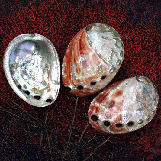 Haliotis rufescens polished