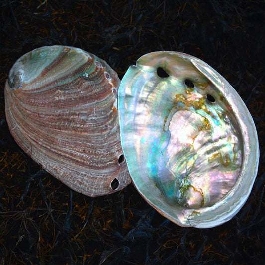 Haliotis rufescens natural medium