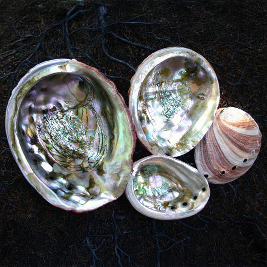 Haliotis rufescens natural large