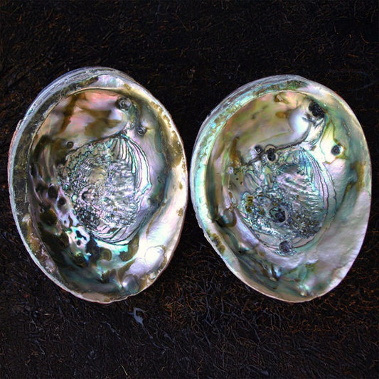 Haliotis rufescens natural B-grade