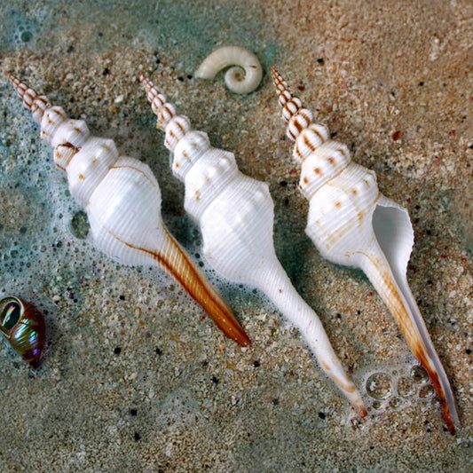 Fusinus colus Philippine