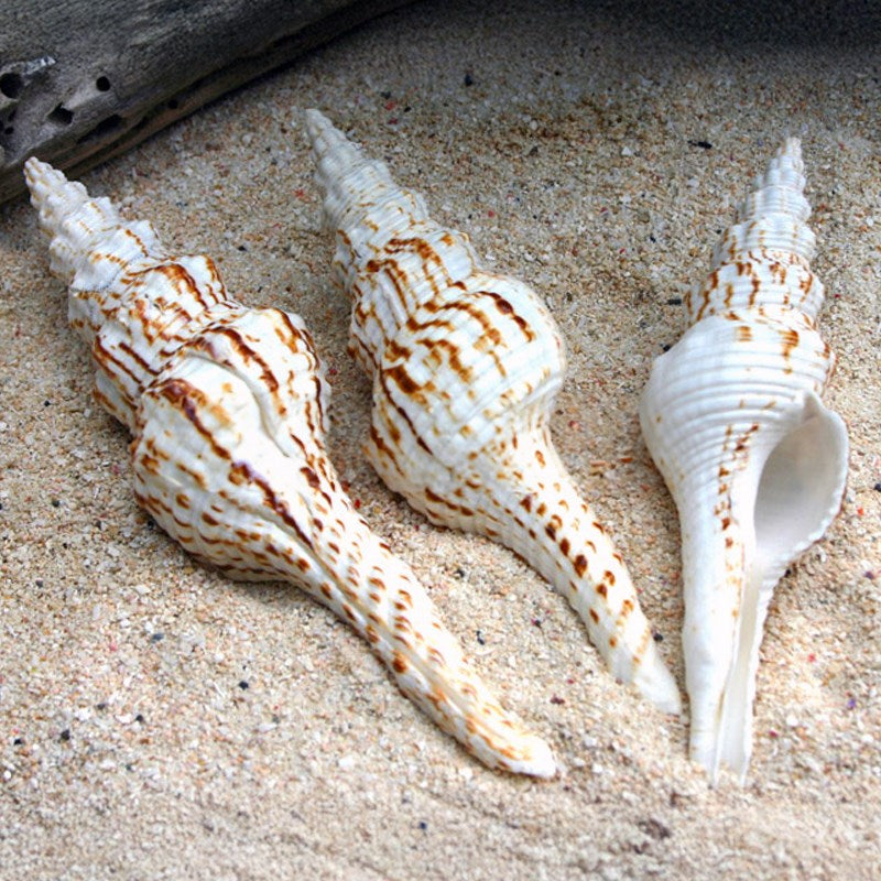 Fusinus nicobaricus