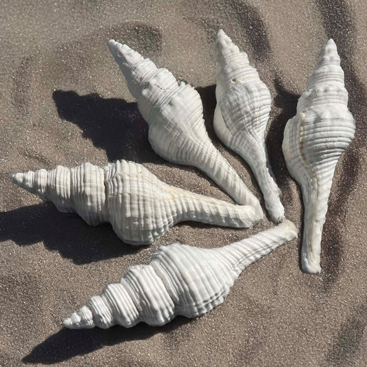 Fusinus nicobaricus white