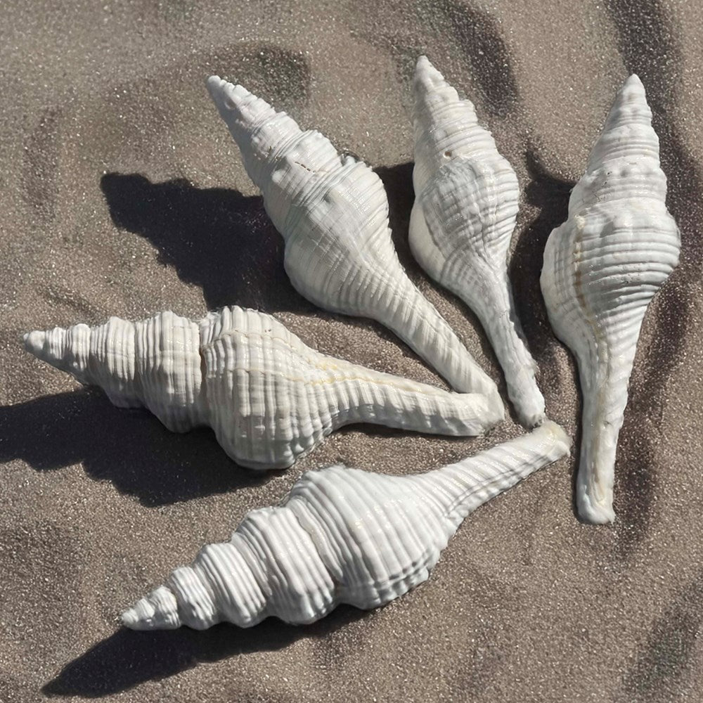 Fusinus nicobaricus white