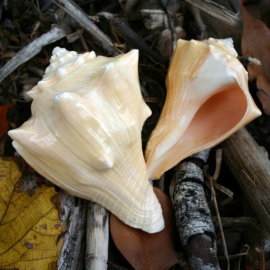 Hemifusus cochilidium