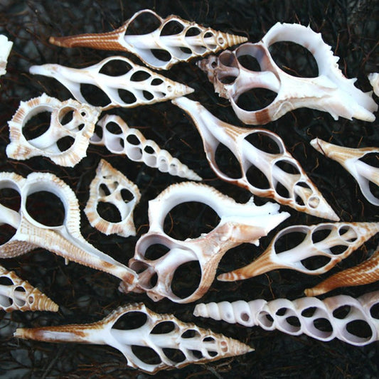 Sliced shells large mixed assortment