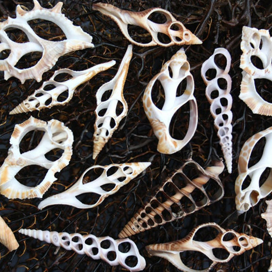 Sliced shells medium mixed assortment