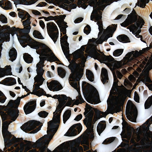 Sliced shells small mixed assortment