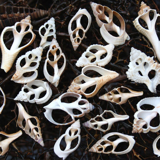 Sliced shells very small mixed assortment