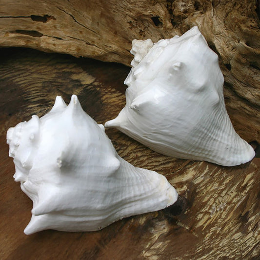 Hemifusus cochilidium white