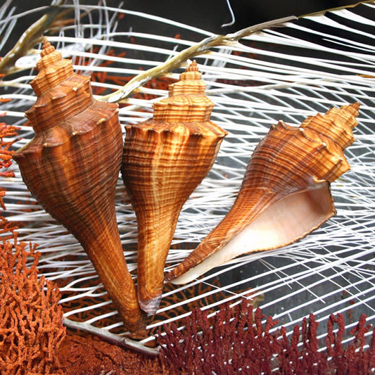 Hemifusus ternatus brown