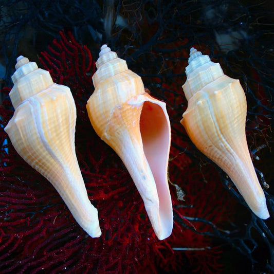 Hemifusus ternatus cream