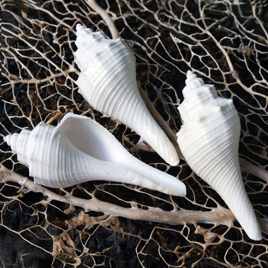 Hemifusus ternatus white