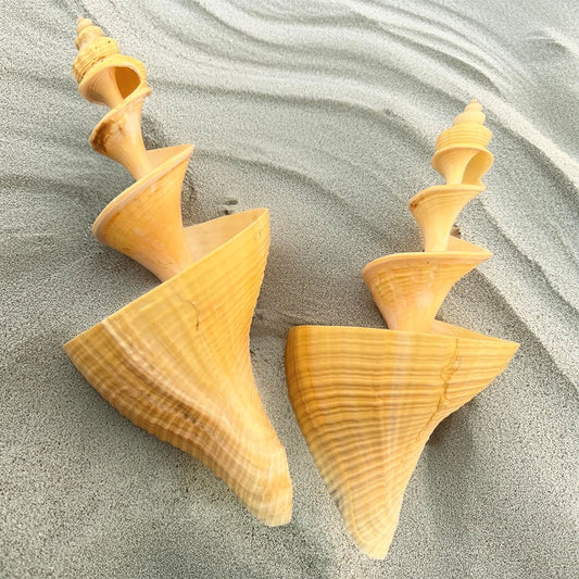 Hemifusus tuba spiral