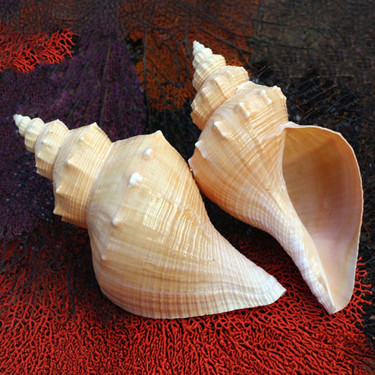 Hemifusus tuba polished