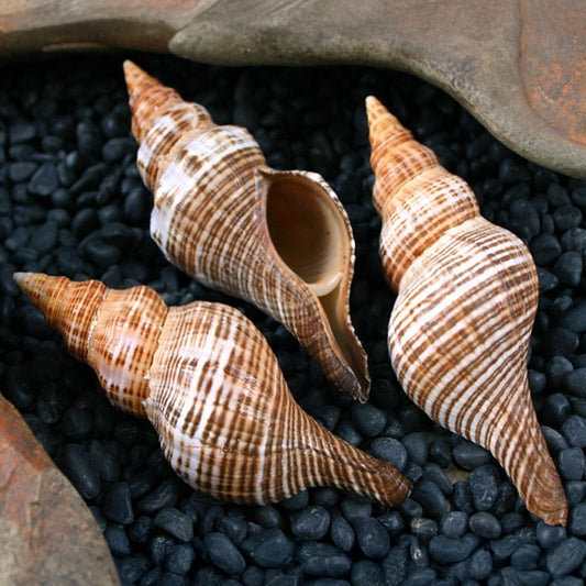 Fasciolaria filamentosa