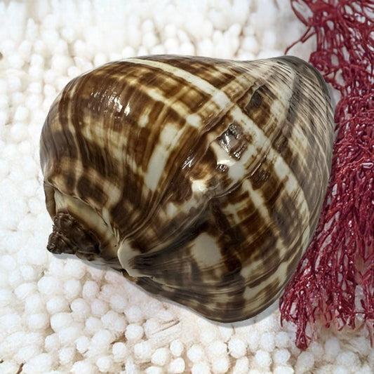 Melongena patula high polish