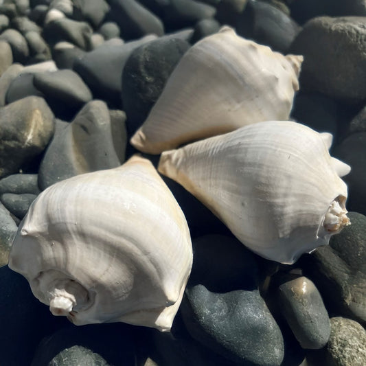 Melongena patula creamy white