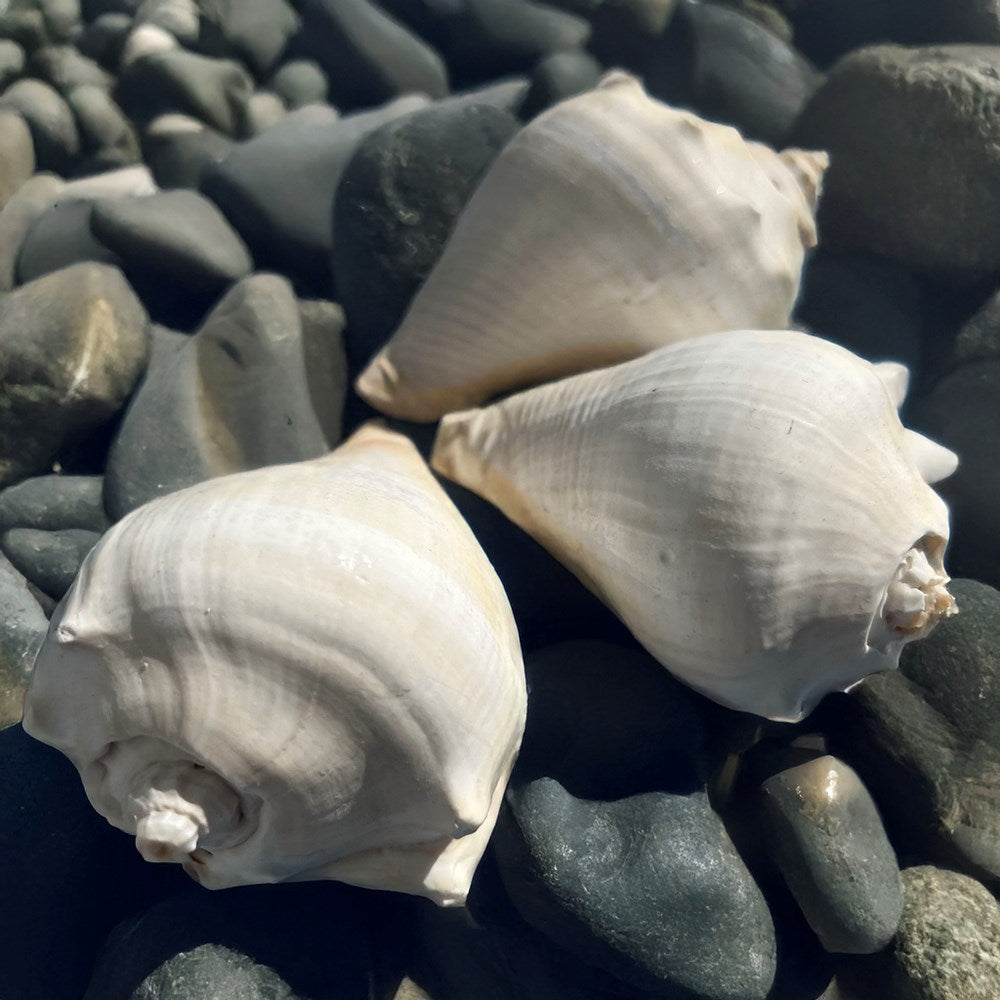 Melongena patula creamy white