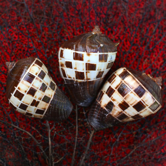 Melongena patula checked pattern