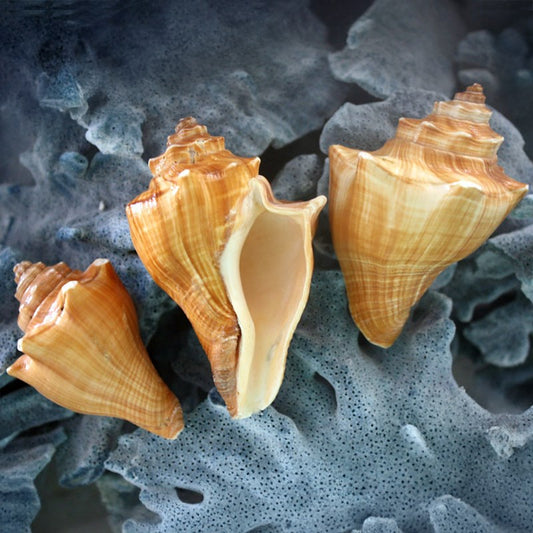 Melongena pugilina cream tan