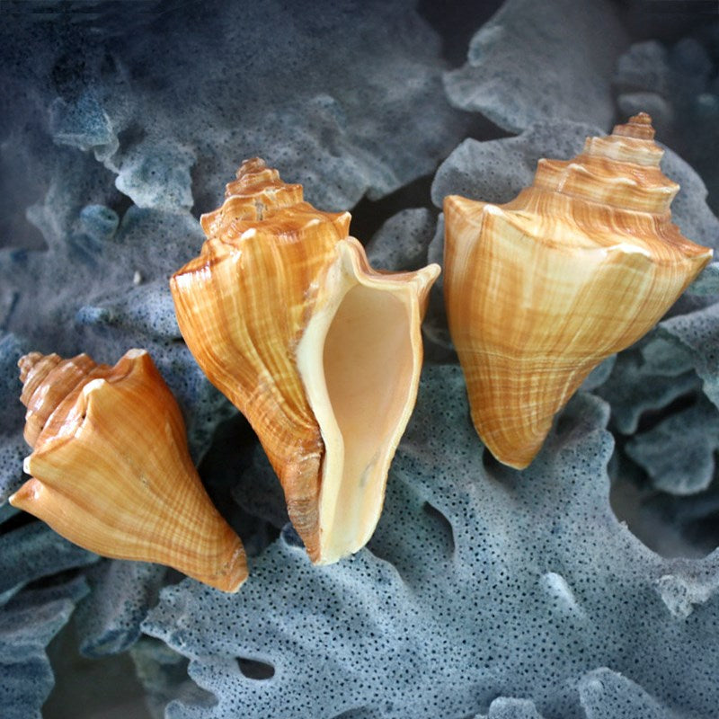 Melongena pugilina cream tan