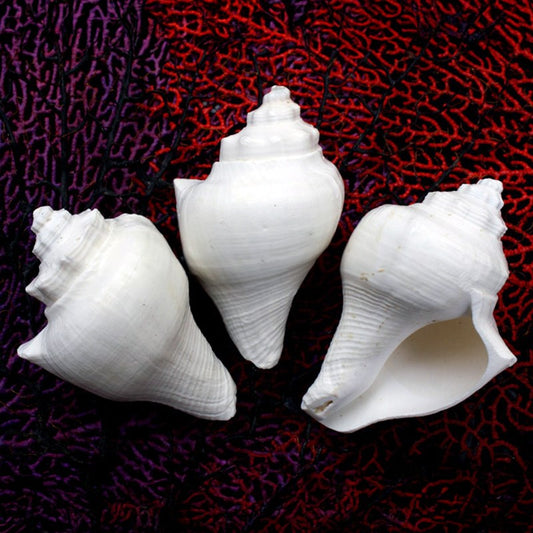 Melongena pugilina white