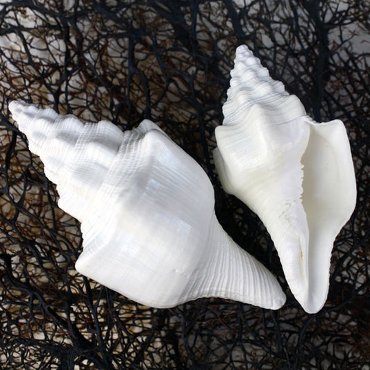 Turbinella angulata white