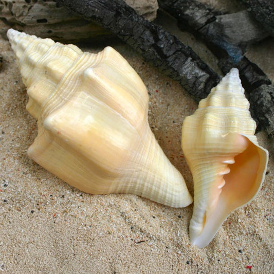 Turbinella angulata cream