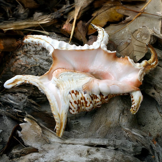 Lambis chiragra B-grade