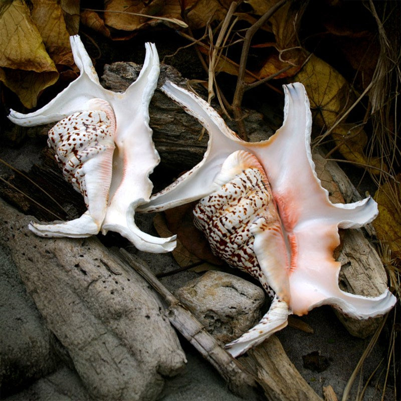 Lambis chiragra Juvenile