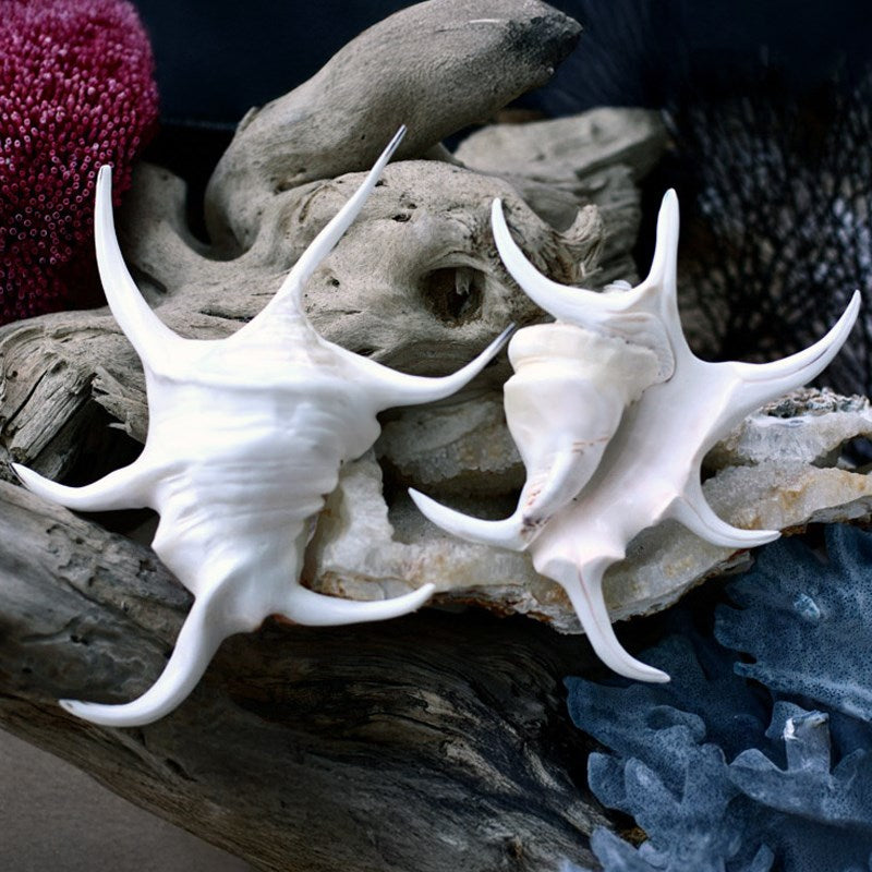 Lambis chiragra white polished