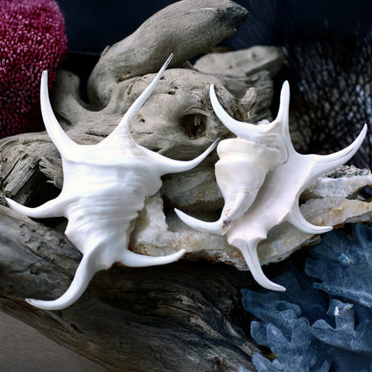 Lambis chiragra white polished