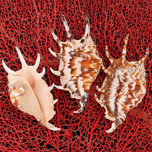 Lambis lambis tiger black