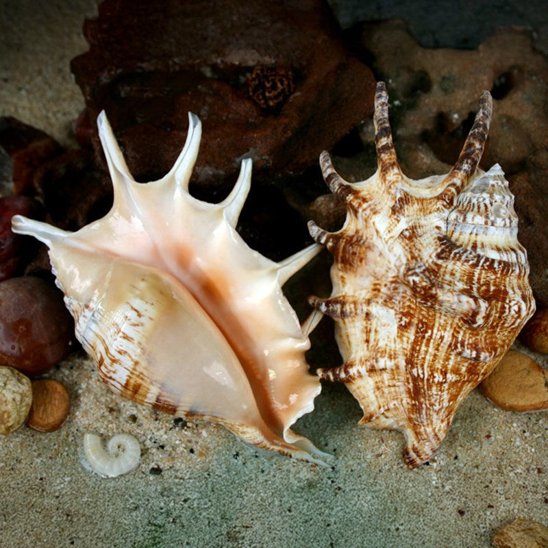 Lambis lambis superior