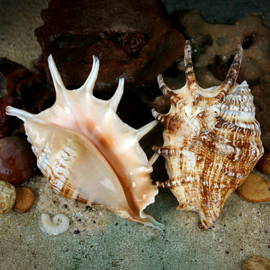 Lambis lambis superior