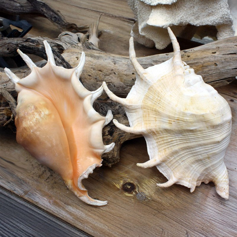 Lambis truncata