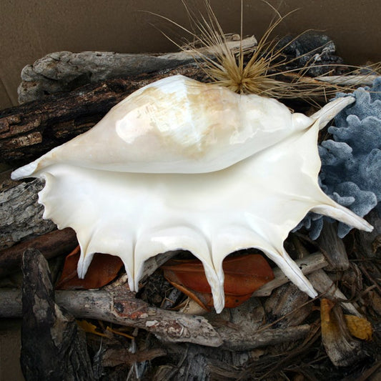 Lambis truncata white polished B-grade