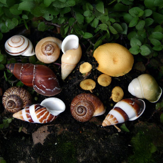 Landsnail assorted
