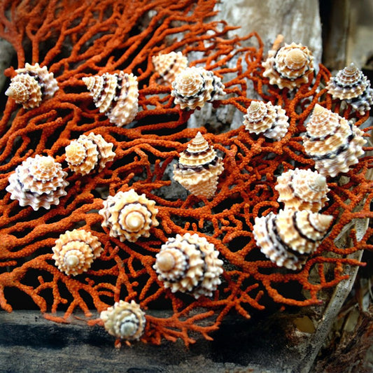 Echinella grandinatus large