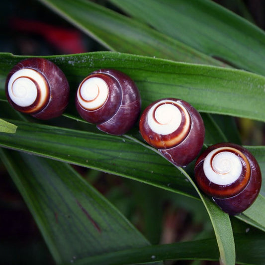 Landsnail Helicostyla roissyana dark