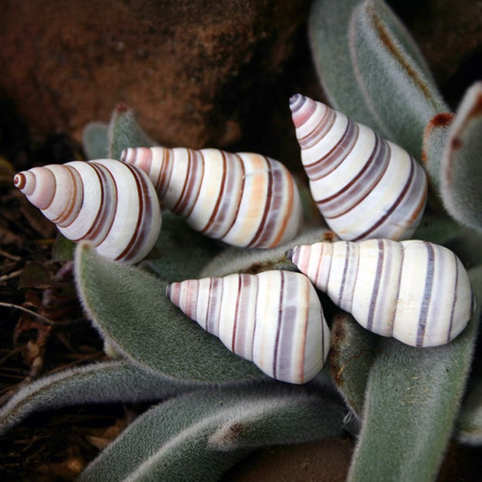 Landsnail candy - Liguus virgineus